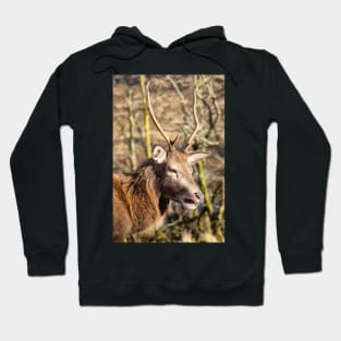 Red Deer of Glen Etive Hoodie